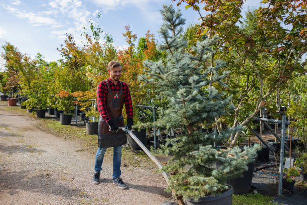 Best Tree Care Services  in North Lewisburg, OH